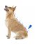 Beaphar IMMO Shield Line-on КАПЛИ от блох и клещей для собак МАЛЫХ пород, 3 пипетки по 1,5 мл - Фото 3
