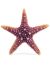 Laguna Грот "Морская звезда", полиэфирная смола, 16*16*3 см - Фото 2