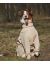 OSSO Fashion Комбинезон с ловушками от клещей, для собак (ДЕВОЧЕК), размеры 25 - 40 - Фото 8