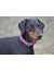 Hurtta Outdoors Padded Collar Ошейник для собак, вишневый - Фото 4