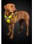 Hurtta Dazzle Шлейка для собак, желтая - Фото 3