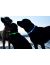 Nice Dog Ошейник мигающий с USB ЗАРЯДКОЙ, для собак, синий - Фото 4
