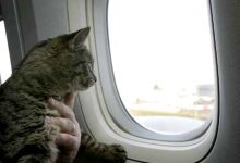 LUXURY-ОТЕЛЬ для кошек - путешественниц