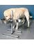 Trixie Стойка с мисками из нержавеющей стали для собак (24920/21/22/23) - Фото 4