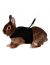 Trixie Шлейка-жилетка с поводком для кролика (61513), 25-32 см/1,2 м   - Фото 3