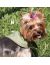 NEW OSSO Fashion Косынка охлаждающая для собак - Фото 3