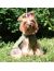 NEW OSSO Fashion Охлаждающая попона для собак - Фото 8