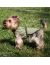 NEW OSSO Fashion Охлаждающая попона для собак - Фото 5
