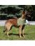NEW OSSO Fashion Косынка охлаждающая для собак - Фото 9